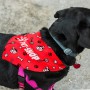 Pet Bandana - Large