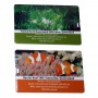 Flash Drives - Superslim Credit Card USB - 4GB - Locally Stocked
