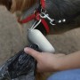 Toys, Games & Novelties - Pet Bag Dispenser