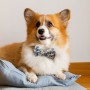 Toys, Games & Novelties - Amigo Pet Bow Tie