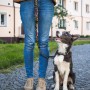 Custom Printed Lanyards - Amigo Dog Leash