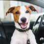 Custom Printed Lanyards - Amigo Dog Collar
