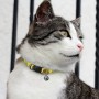 Custom Printed Lanyards - Amigo Cat Collar